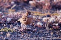 Spike-heeled Lark - Chersomanes albofasciata