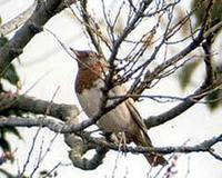 Dark-throated Thrush - Turdus ruficollis