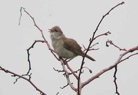 Garden Warbler - Sylvia borin