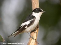 Semicollared Flycatcher - Ficedula semitorquata