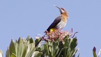 Gurney's Sugarbird - Promerops gurneyi