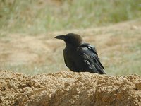 Brown-necked Raven - Corvus ruficollis