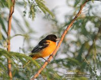 Baltimore Oriole - Icterus galbula