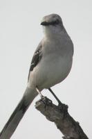 Tropical Mockingbird. Tulum, Quintana Roo, Mexico - Dec 27, 2002 ?? William Hull