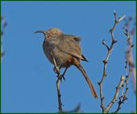 Crissal Thrasher at Bosque del Apache NWR, NM