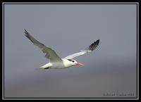 Elegant Tern