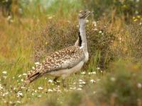 Houbara Bustard, El Jable Plains, Lanzarote, March 2006.