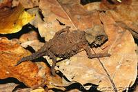 armoured dwarf chameleon (brookesia perarmata) madagascar. fotosearch - search stock photos, pic...