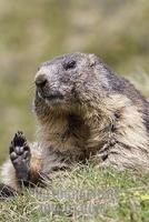 Alpine marmot ( Marmota marmota ) , cleaning , Hohe Tauern National Park , Austria stock photo