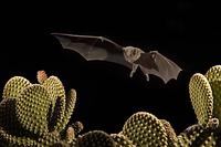 Lesser Long-nosed Bat ( Leptonycteris curasoae ) Endangered species Flying over Bunny Ear Cactus...