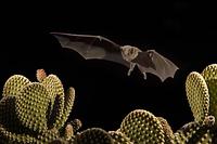 ...Lesser Long-nosed Bat ( Leptonycteris curasoae ) Endangered species Flying over Bunny Ear Cactus