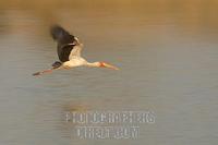 yellow billed stork in flight stock photo