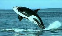 Killer Whale