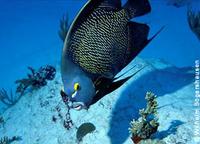 French Angelfish - Pomacanthus paru