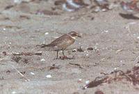 Mongolian Plover (or Lesser Sandplover)