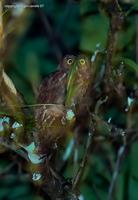 Andaman-Scops-Owl