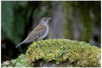 Pale Thrush