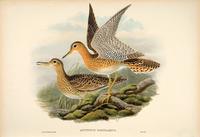 Hart after Gould Bartram's Sandpiper [Upland] (Actiturus Bartramius)