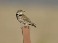 Calandra Lark (Melanocorypha calandra)