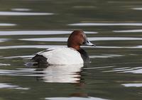 Pochard (Aythya ferina)