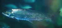 Silver Salmon / Coho Oncorhynchus kisutch