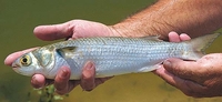 White Mullet Mugil curema