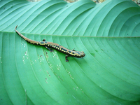 : Bolitoglossa mexicana