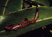 : Bolitoglossa salvinii