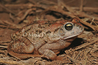 : Bufo maculatus; Flat-backed Toad