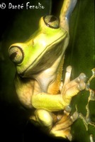 : Hypsiboas heilprini