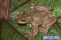 : Plectrohyla guatemalensis