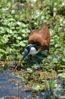 : Actophilornis africanus; African Jacana