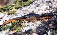 : Rhyacotriton cascadae; Cascade Torrent Salamander