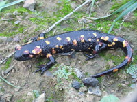 : Salamandra salamandra morenica; Fire Salamander