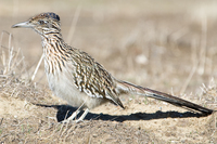 : Geococcyx californianus; Greater Roadrunner