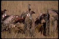 : Gyps rueppellii; Ruppell's Griffon Vulture