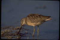 : Limnodromus scolopaceus; Long-billed Dowitcher