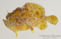 : Antennarius coccineus
