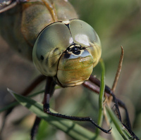 : Anax junius; Green Darner