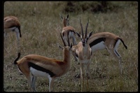 : Gazella thomsonii; Thomson's Gazelle