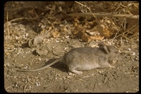 : Neotoma sp.; Pack Rat