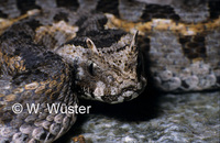 : Bitis worthingtoni; Kenya Horned Viper
