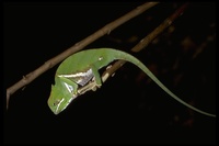 : Furcifer balteatus; Chameleon