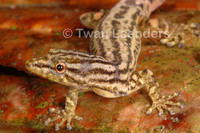 : Sphaerodactylus graptolaemus