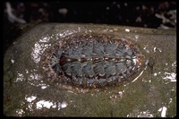 : Mopalia lignosa; Lined Chiton