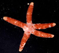 : Ophidiaster