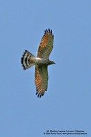 Grey-faced Buzzard Scientific name - Butastur indicus