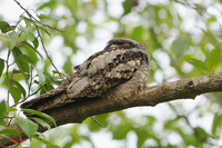 Grey Nightjar ( Caprimulgus indicus )