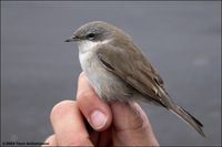 Lesser Whitethroat Sylvia curruca