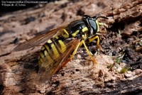 Stor hvepsesvirreflue (Chrysotoxum cautum) Foto/billede af